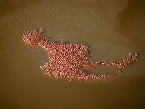 Một nhiếp ảnh gia ở National Geographic đã chụp lại được hình ảnh tuyệt vời này ở vịnh Mexico. Những con hồng hạc tự xếp lại để tạo ra hình ảnh con hồng hạc khổng lồ.